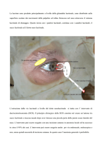 Le lacrime sono prodotte principalmente a livello della ghiandola