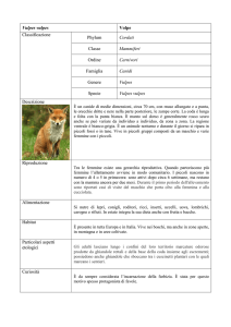 Vulpes vulpes Volpe Classificazione Phylum Cordati Classe