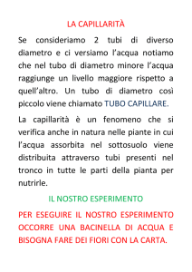 la capillarita - Omnisantacroce