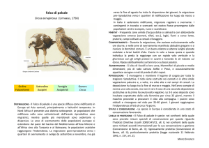 Falco di palude