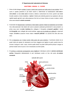 3° Esperienza del Laboratorio di Scienze ANATOMIA UMANA: IL
