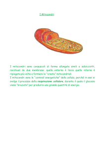 I Mitocondri I mitocondri sono corpuscoli di forma allungata simili a