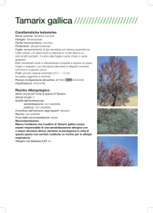 Tamarix gallica