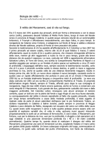 Il relitto del Marzamemi