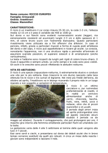 Nome comune: RICCIO EUROPEO (Inglese
