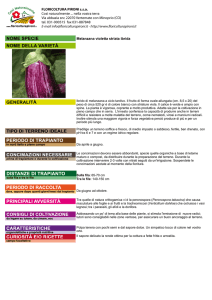Melanzana violetta striata ibrida