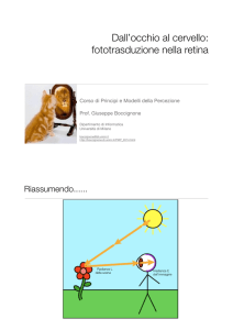 Dall`occhio al cervello: fototrasduzione nella retina