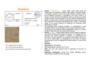 Chlorella sp. (modificato