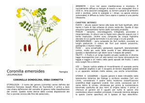 Coronilla emeroides