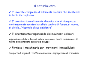 Il citoscheletro