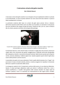 L`ostruzione urinaria del gatto maschio