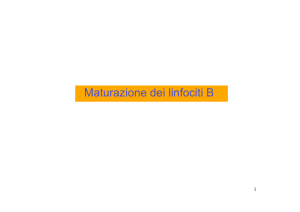 linfociti B