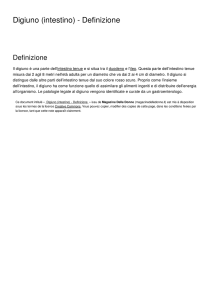 Digiuno (intestino) - Definizione