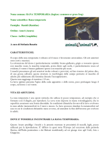 RANA - Animali e Animali