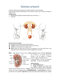 Sistema urinario