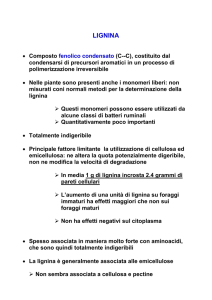 lignina - Associazione Studenti di Agraria IAAS Sassari