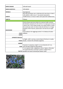 SCHEDA BOTANICA scilla