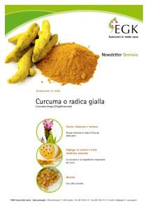 Curcuma o radica gialla