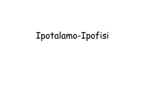 Asse Ipotalamo Ipofisi - Sito dei docenti di Unife
