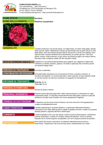 Garofano Dianthus caryophyllus
