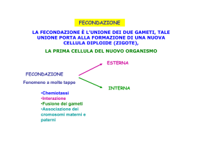 fecondazione - Docenti.unina