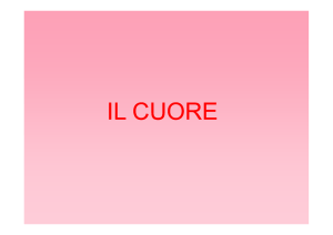 ventricoli