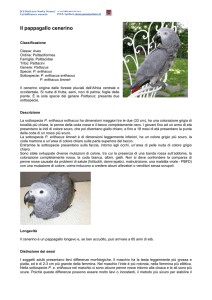 Il pappagallo cenerino - clinica veterinaria Adler
