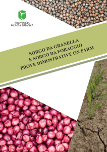 il sorgo - Provincia Monza Brianza