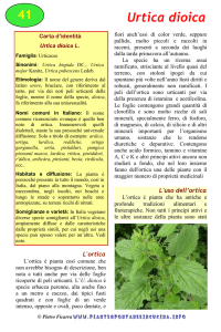 Urtica dioica - Piante spontanee in cucina