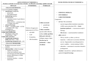 Ipofisi - Schemi di Anatomia Umana
