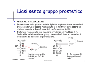 Liasi senza gruppo prostetico