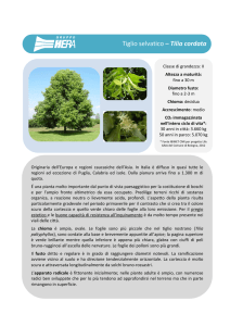 PDF Tiglio Selvatico