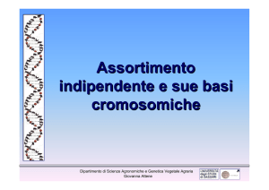 Assortimento indipendente e sue basi cromosomiche