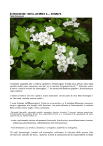 Biancospino: bello, poetico e