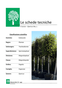 Schede tecniche del Leccio