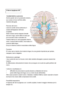 Caratteristiche e percorso Anche questo nervo è puramente motorio