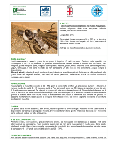 IL RATTO I ratti in commercio discendono dal Rattus Norvegicus