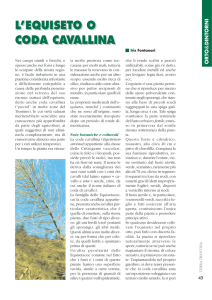 l`equiseto o coda cavallina l`equiseto o coda cavallina