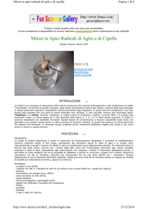 Mitosi in Apici Radicali di Aglio e di Cipolla
