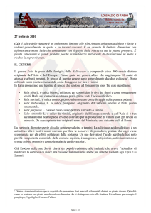 27 febbraio 2010 (ff) il salice delle Apuane è un endemismo limitato