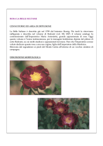 Rosa La Belle Sultane