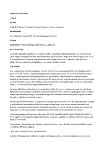 osteomielite multifocale da bartonella henselae