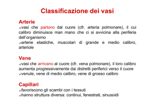 Classificazione dei vasi Arterie