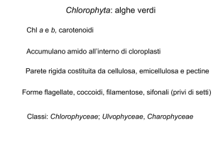 struttura multistratificata