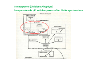 Lezione 7- Gimnosperme 1 File