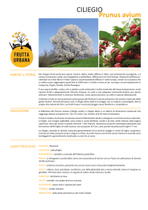 ciliegio - Frutta Urbana