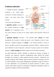 Il sistema endocrino