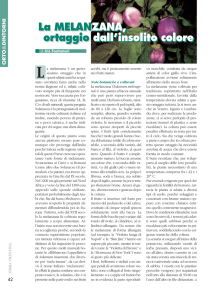 La MELANZANA, ortaggio dall`insolito colore La MELANZANA