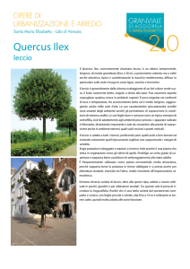 Quercus Ilex