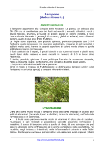 Lampone - Pianteofficinali.org